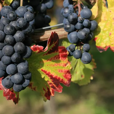 Landgasthof Sonne 2* Boetzingen