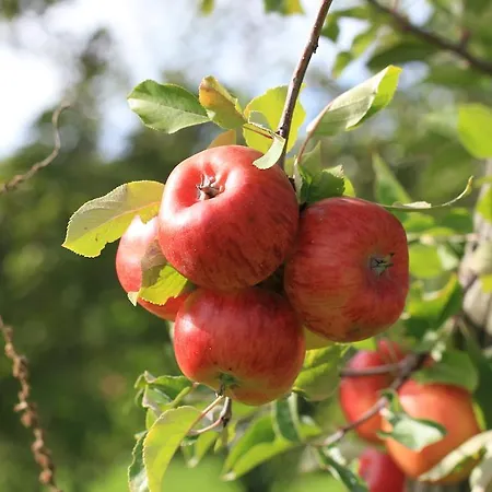 太阳乡村酒店 2* Boetzingen